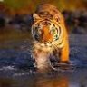 tiger