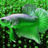 Greenbetta2442