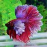 Betta love