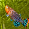 CacanhKillifish