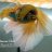 truytimbetta