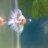 BettaGuppy_FishStar