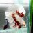 My betta
