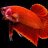 Betta viet Dung